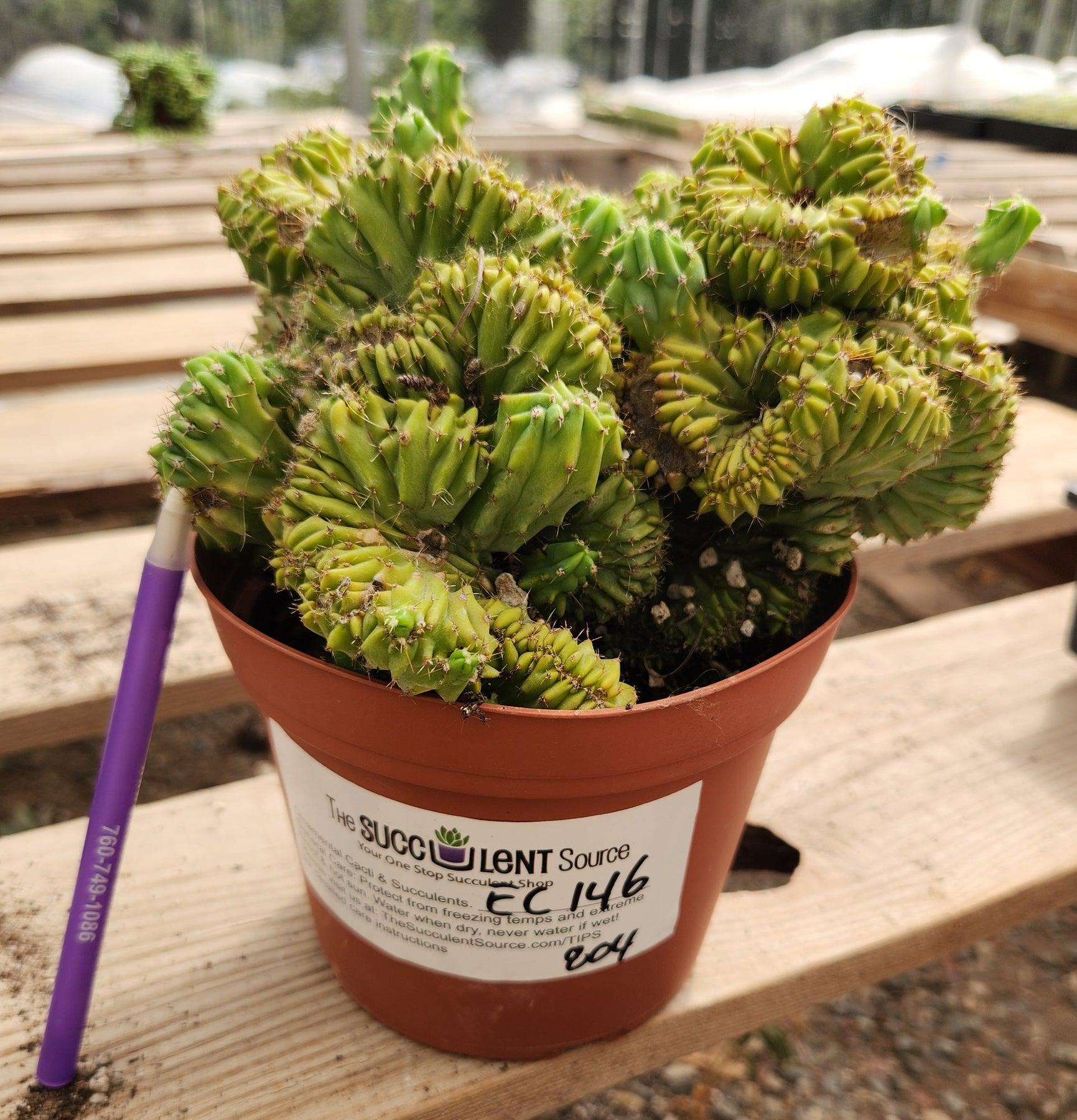 #EC146 EXACT Myrtillocactus Geometrizans Elite Crested Cactus-Cactus - Large - Exact-The Succulent Source