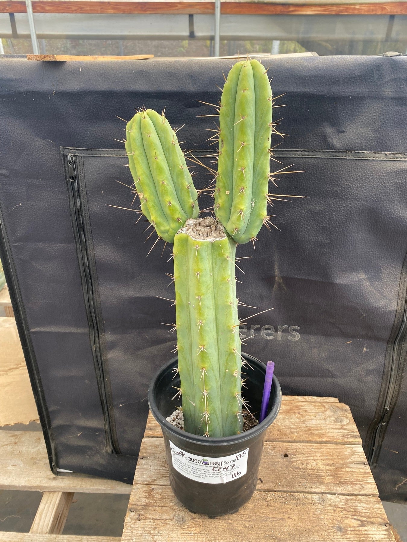 #EC147 EXACT Trichocereus Bridgesii Jiimz Cactus 17.5”-Cactus - Large - Exact-The Succulent Source