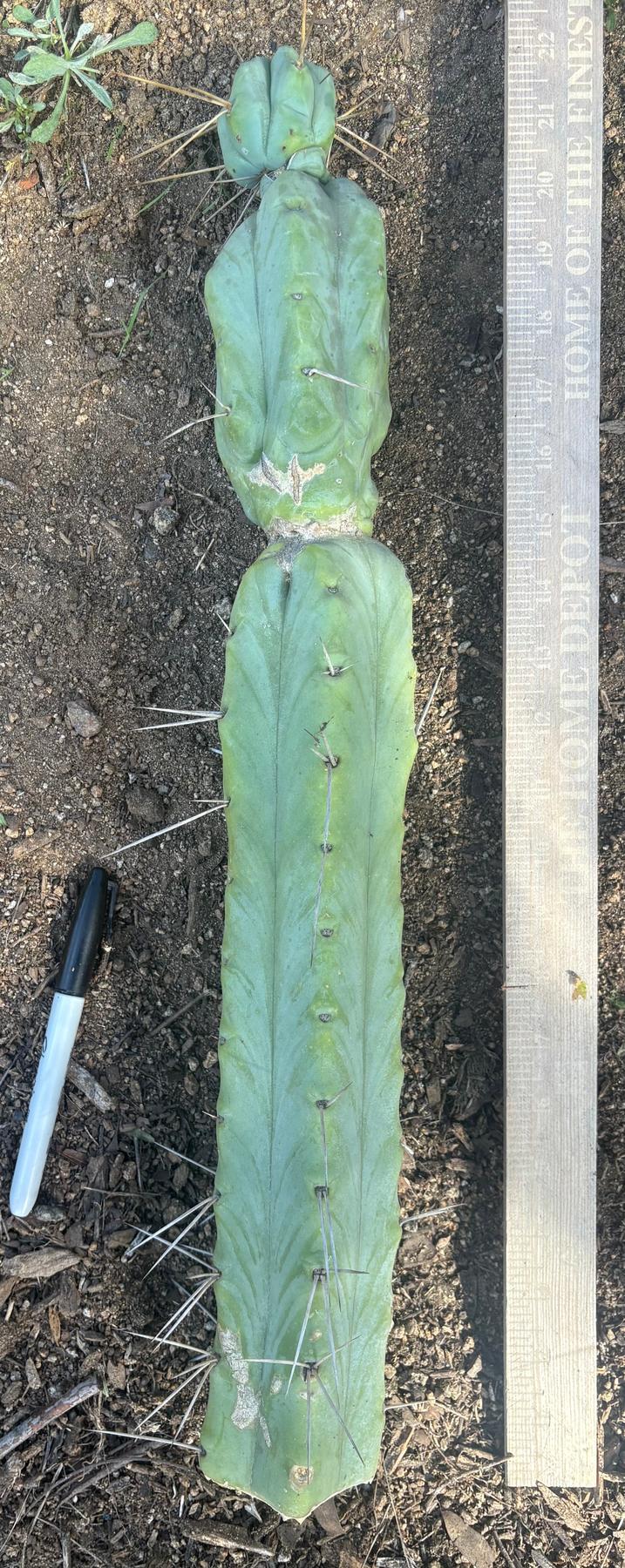 #EC147 EXACT Trichocereus Bridgesii Jiimz Twin Spinez Cactus 20” Cutting-Cactus - Large - Exact-The Succulent Source