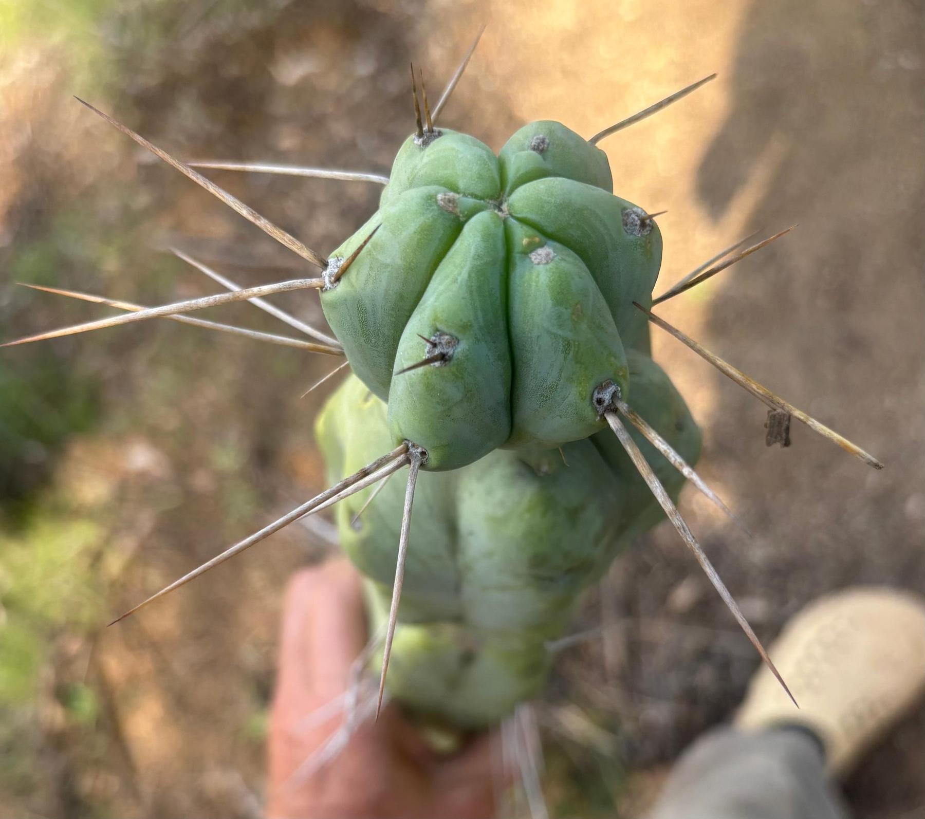 #EC147 EXACT Trichocereus Bridgesii Jiimz Twin Spinez Cactus 20” Cutting-Cactus - Large - Exact-The Succulent Source