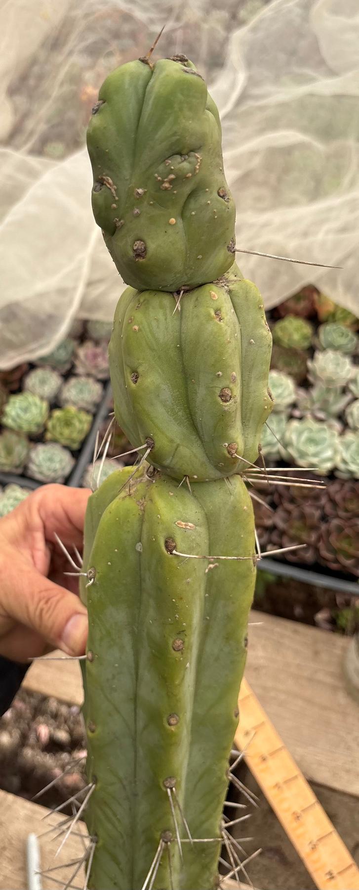 #EC147 EXACT Trichocereus Bridgesii Jiimz Twin Spinez Cactus 20” Cutting-Cactus - Large - Exact-The Succulent Source