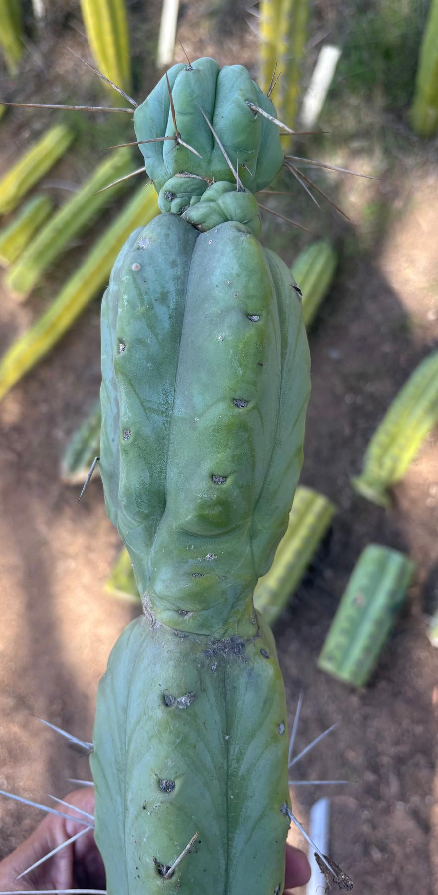 #EC147 EXACT Trichocereus Bridgesii Jiimz Twin Spinez Cactus 20” Cutting-Cactus - Large - Exact-The Succulent Source