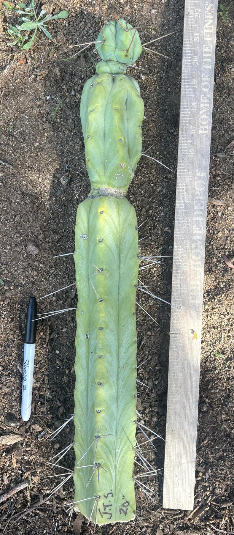 #EC147 EXACT Trichocereus Bridgesii Jiimz Twin Spinez Cactus 20” Cutting-Cactus - Large - Exact-The Succulent Source