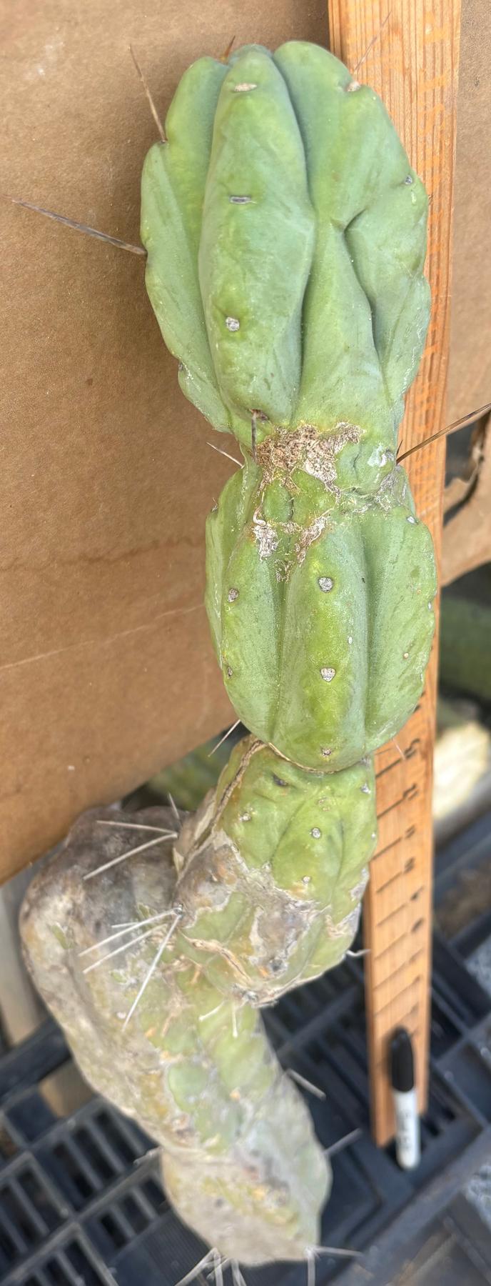 #EC147 EXACT Trichocereus Bridgesii Jiimz Twin Spinez Cactus 23” Cutting-Cactus - Large - Exact-The Succulent Source