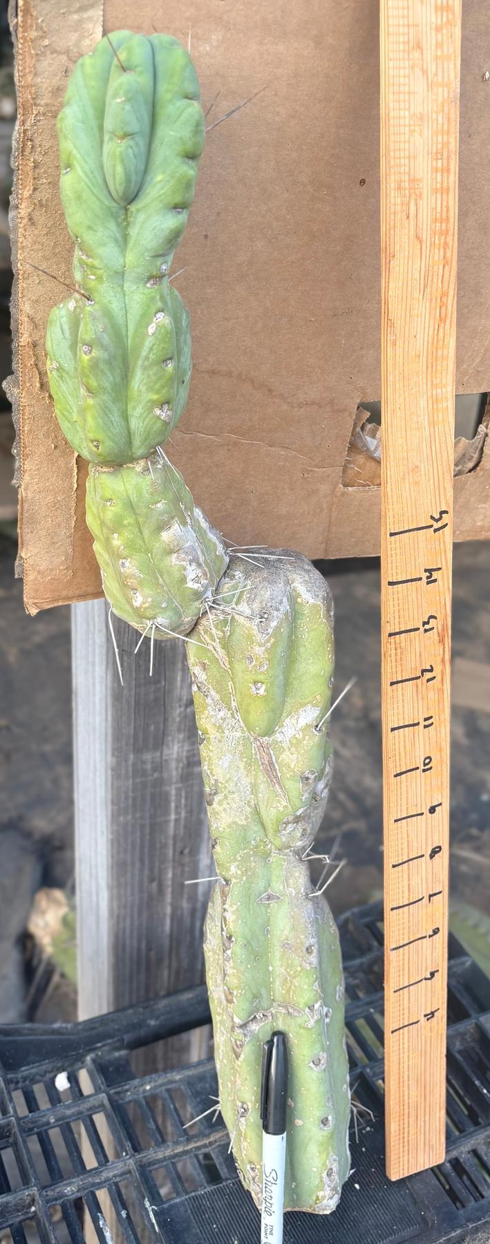 #EC147 EXACT Trichocereus Bridgesii Jiimz Twin Spinez Cactus 23” Cutting-Cactus - Large - Exact-The Succulent Source