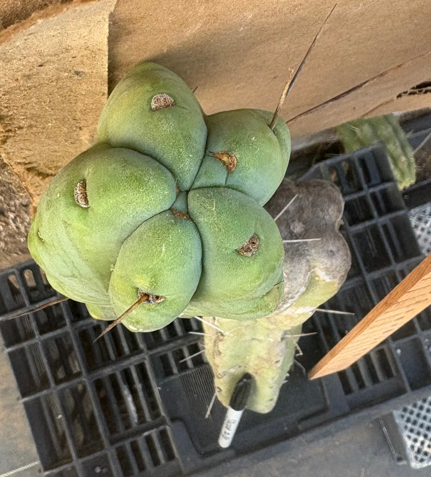 #EC147 EXACT Trichocereus Bridgesii Jiimz Twin Spinez Cactus 23” Cutting-Cactus - Large - Exact-The Succulent Source