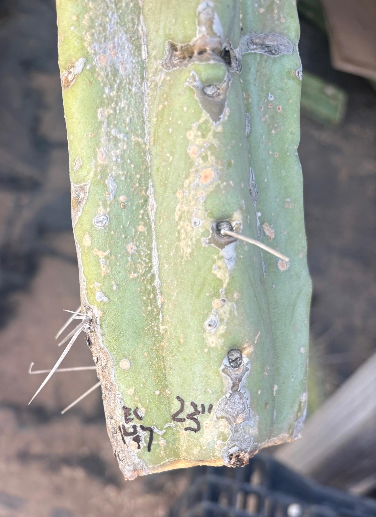 #EC147 EXACT Trichocereus Bridgesii Jiimz Twin Spinez Cactus 23” Cutting-Cactus - Large - Exact-The Succulent Source