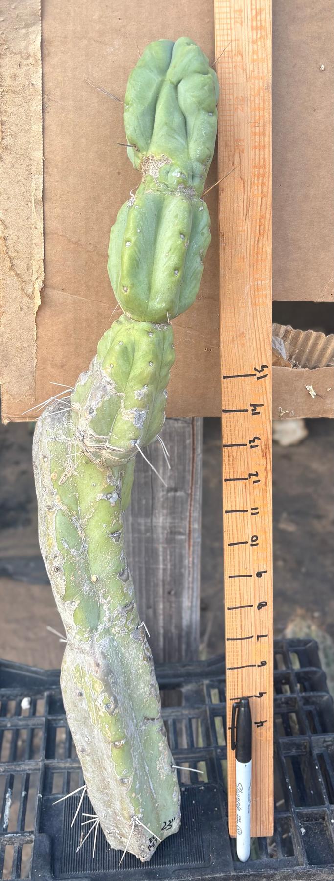 #EC147 EXACT Trichocereus Bridgesii Jiimz Twin Spinez Cactus 23” Cutting-Cactus - Large - Exact-The Succulent Source