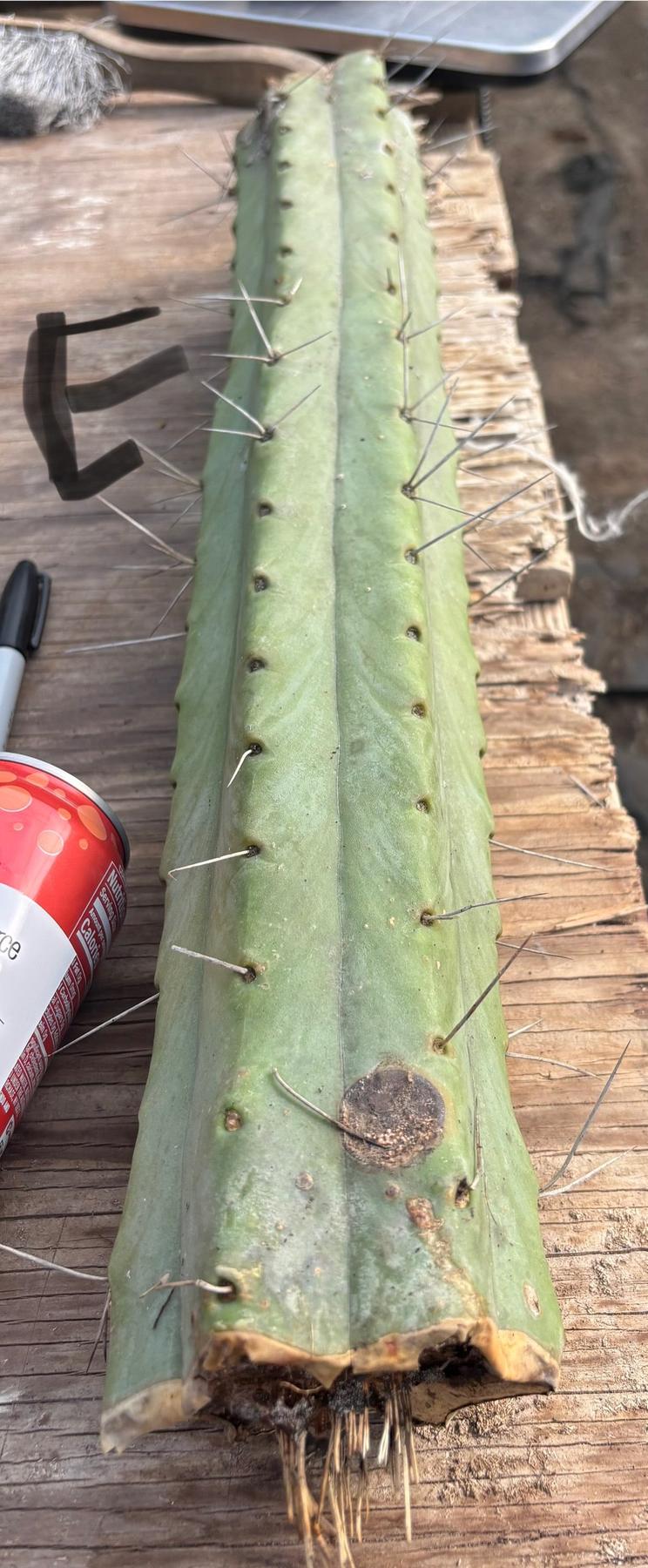 #EC147 EXACT Trichocereus Bridgesii Jiimz Twin Spinez LONG Cactus Cuttings-Cactus - Large - Exact-The Succulent Source