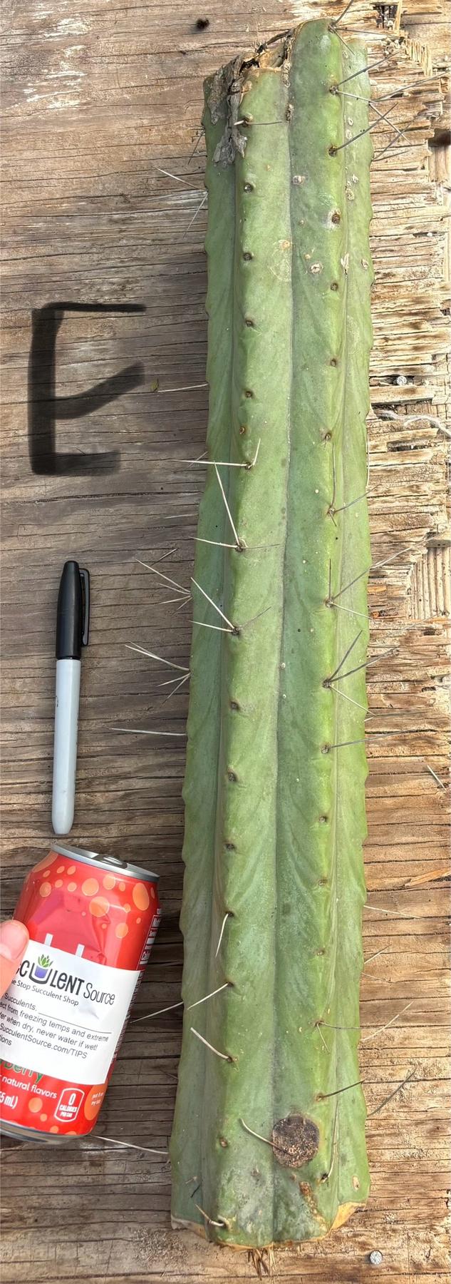 #EC147 EXACT Trichocereus Bridgesii Jiimz Twin Spinez LONG Cactus Cuttings-Cactus - Large - Exact-The Succulent Source