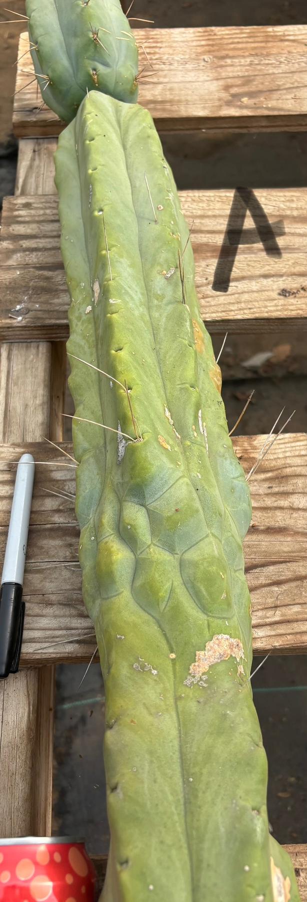 #EC147 EXACT Trichocereus Bridgesii Jiimz Twin Spinez LONG Cactus Cuttings-Cactus - Large - Exact-The Succulent Source