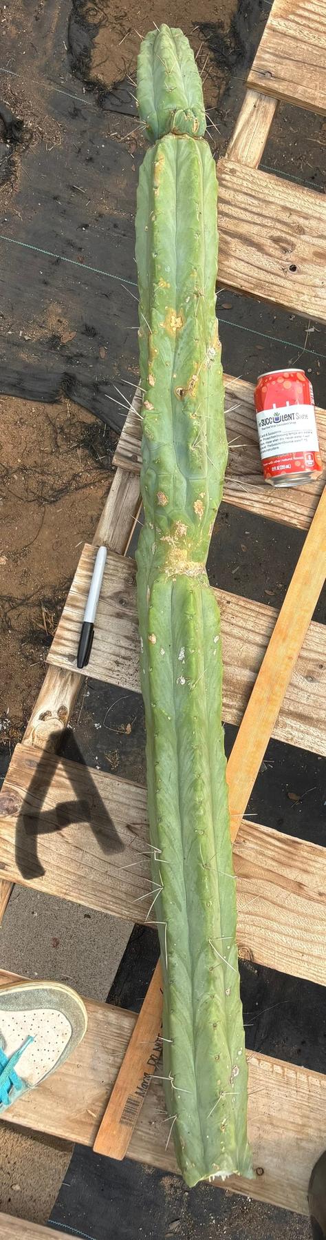 #EC147 EXACT Trichocereus Bridgesii Jiimz Twin Spinez LONG Cactus Cuttings-Cactus - Large - Exact-The Succulent Source