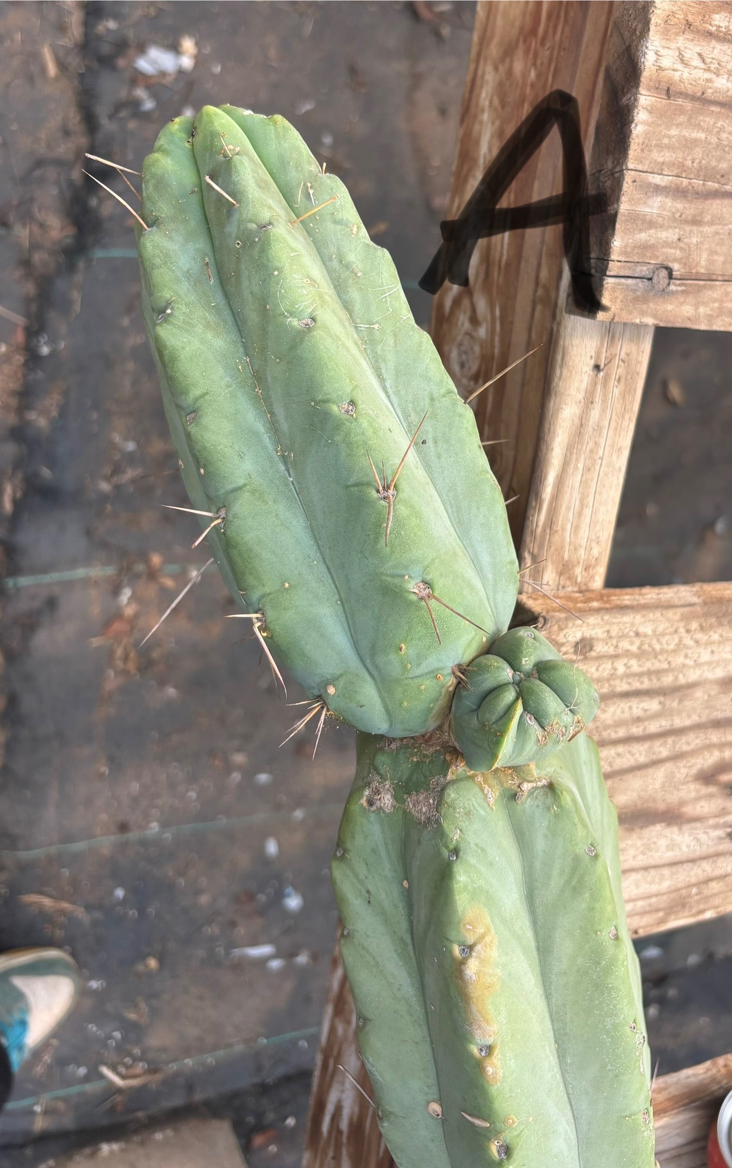 #EC147 EXACT Trichocereus Bridgesii Jiimz Twin Spinez LONG Cactus Cuttings-Cactus - Large - Exact-The Succulent Source