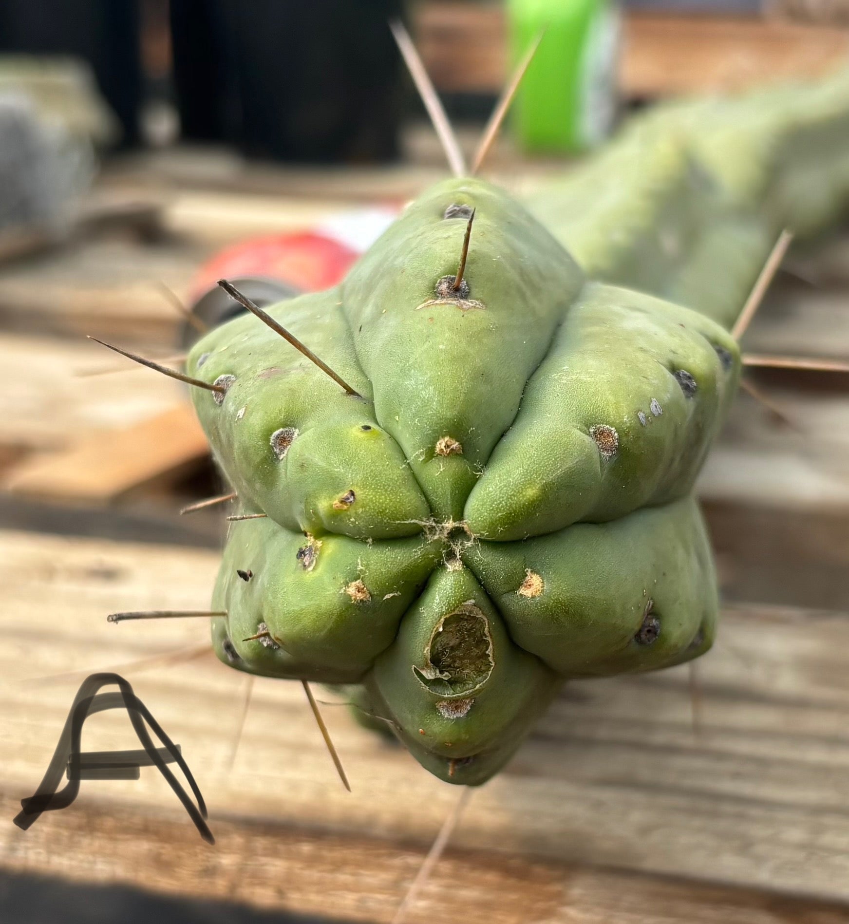 #EC147 EXACT Trichocereus Bridgesii Jiimz Twin Spinez LONG Cactus Cuttings-Cactus - Large - Exact-The Succulent Source