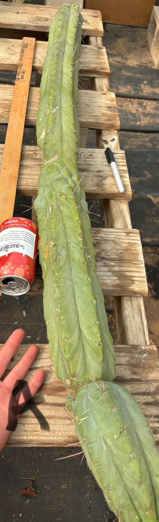 #EC147 EXACT Trichocereus Bridgesii Jiimz Twin Spinez LONG Cactus Cuttings-Cactus - Large - Exact-The Succulent Source