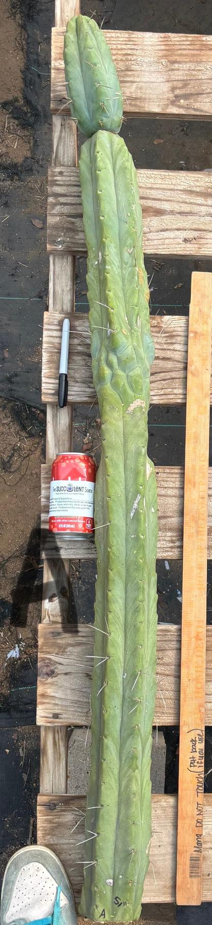 #EC147 EXACT Trichocereus Bridgesii Jiimz Twin Spinez LONG Cactus Cuttings-Cactus - Large - Exact-The Succulent Source
