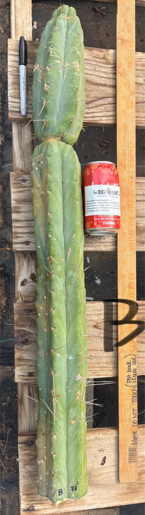 #EC147 EXACT Trichocereus Bridgesii Jiimz Twin Spinez LONG Cactus Cuttings-Cactus - Large - Exact-The Succulent Source