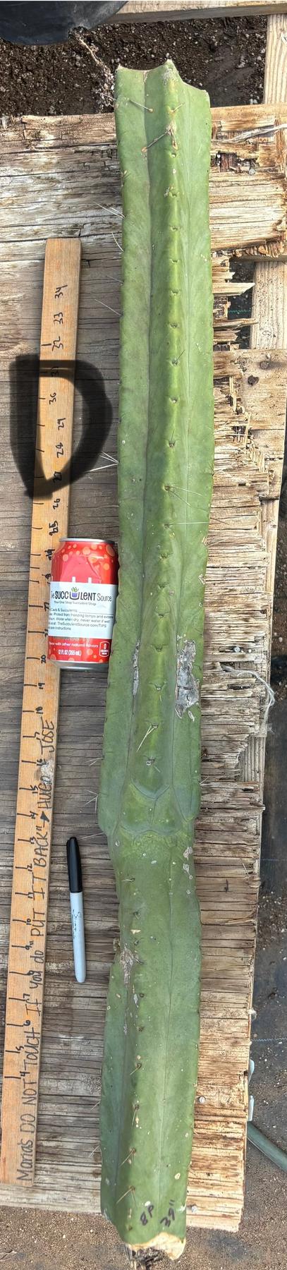 #EC147 EXACT Trichocereus Bridgesii Jiimz Twin Spinez LONG Cactus Cuttings-Cactus - Large - Exact-The Succulent Source