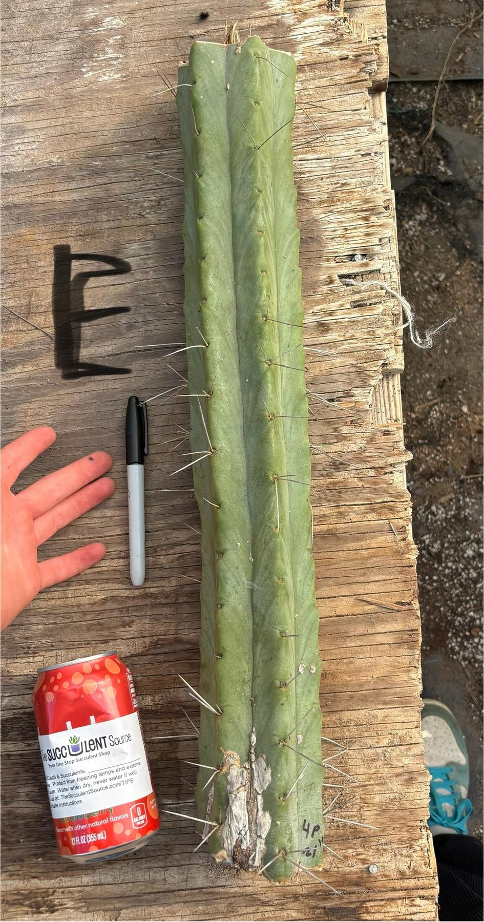 #EC147 EXACT Trichocereus Bridgesii Jiimz Twin Spinez LONG Cactus Cuttings-Cactus - Large - Exact-The Succulent Source