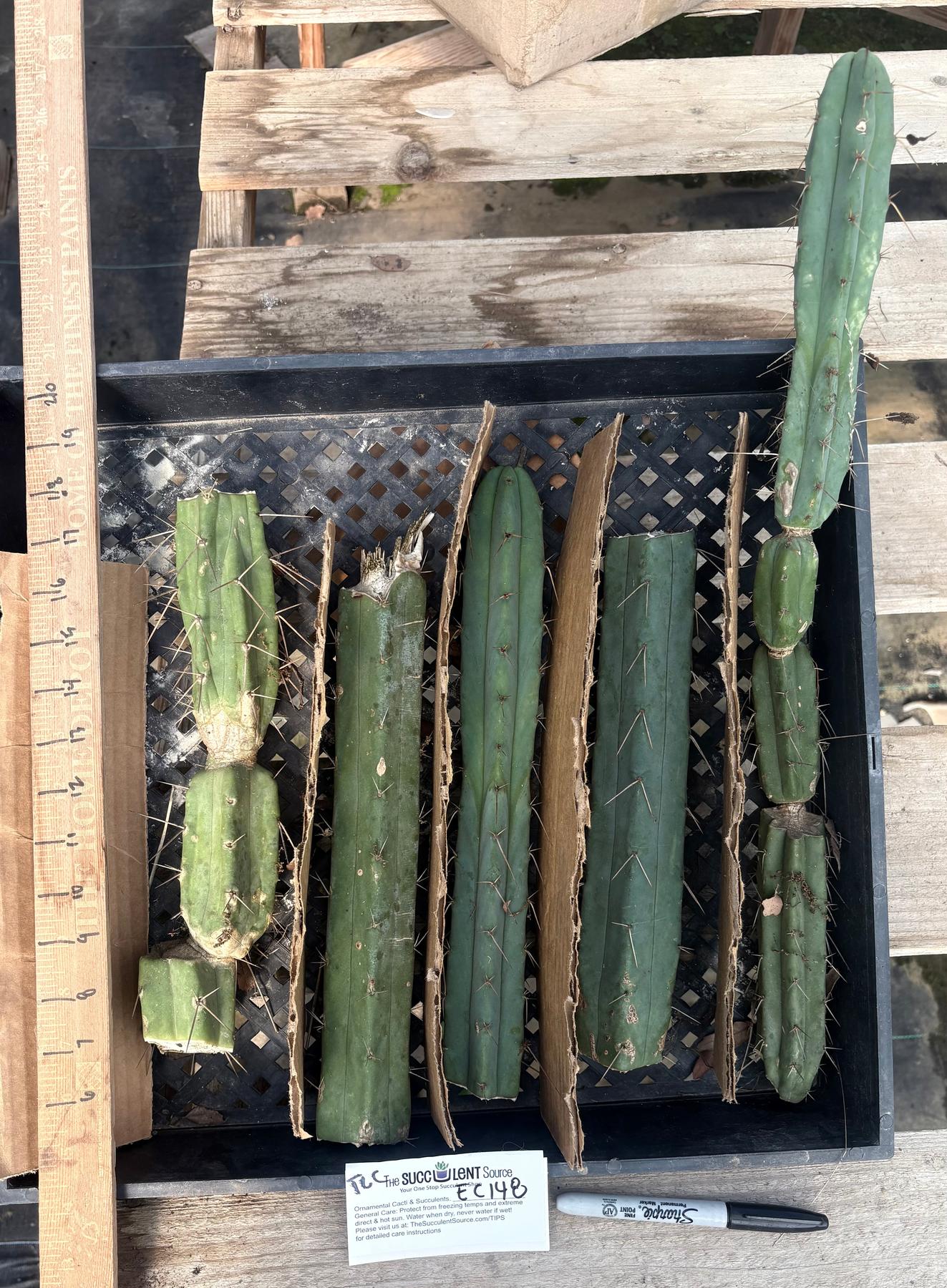 #EC148 EXACT Trichocereus Bridgesii Jiimz Cactus Cutting TLC Bargain Lot-Cactus - Large - Exact-The Succulent Source