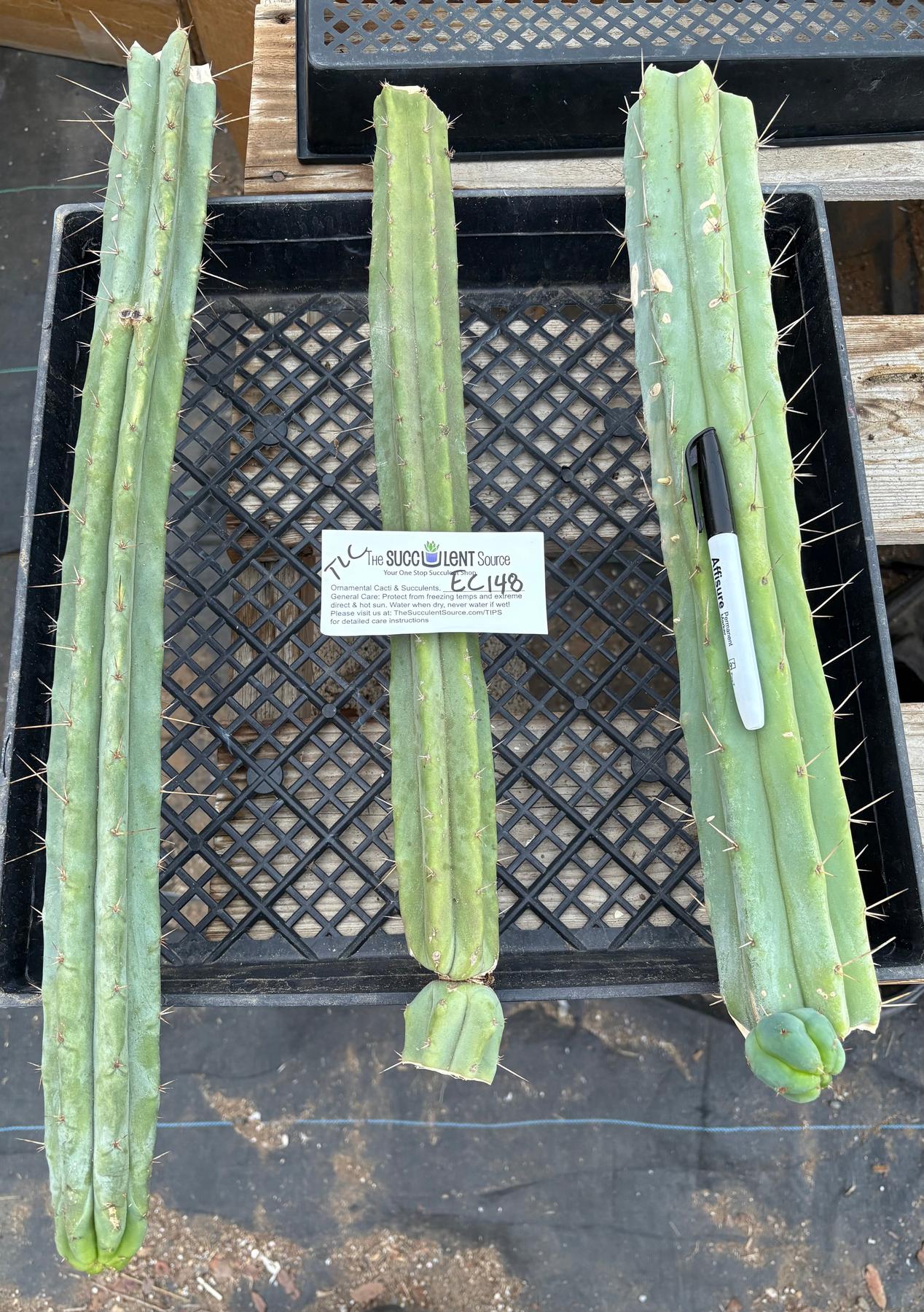 #EC148 EXACT Trichocereus Bridgesii Jiimz Cactus Cutting TLC Bargain Lot-Cactus - Large - Exact-The Succulent Source