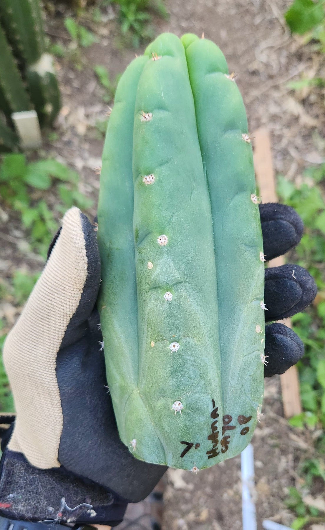 #EC149 EXACT Trichocereus Chavin Herbalist OP Cactus hybrid Cuttings-Cactus - Large - Exact-The Succulent Source