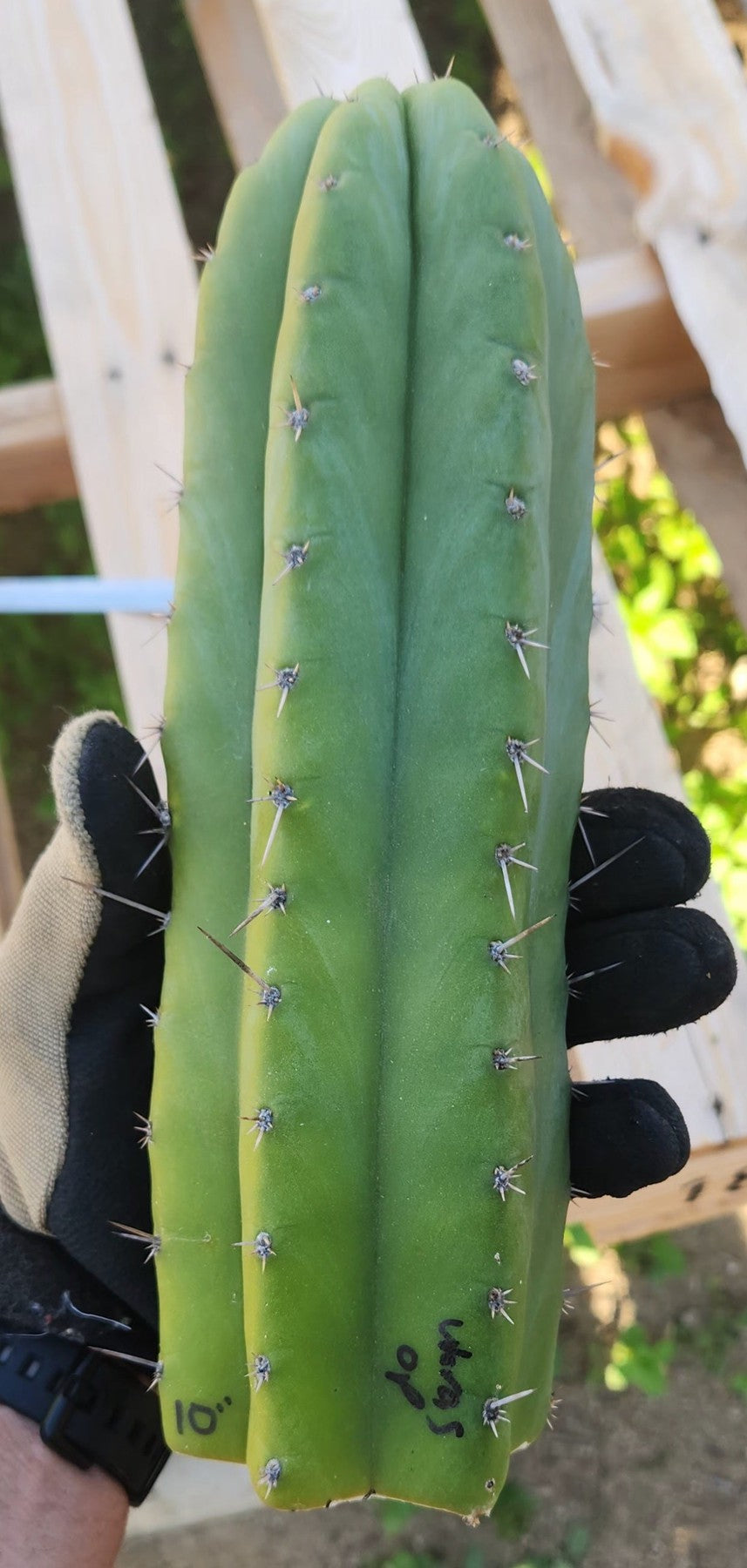 #EC149 EXACT Trichocereus Chavin Herbalist OP Cactus hybrid Cuttings-Cactus - Large - Exact-The Succulent Source