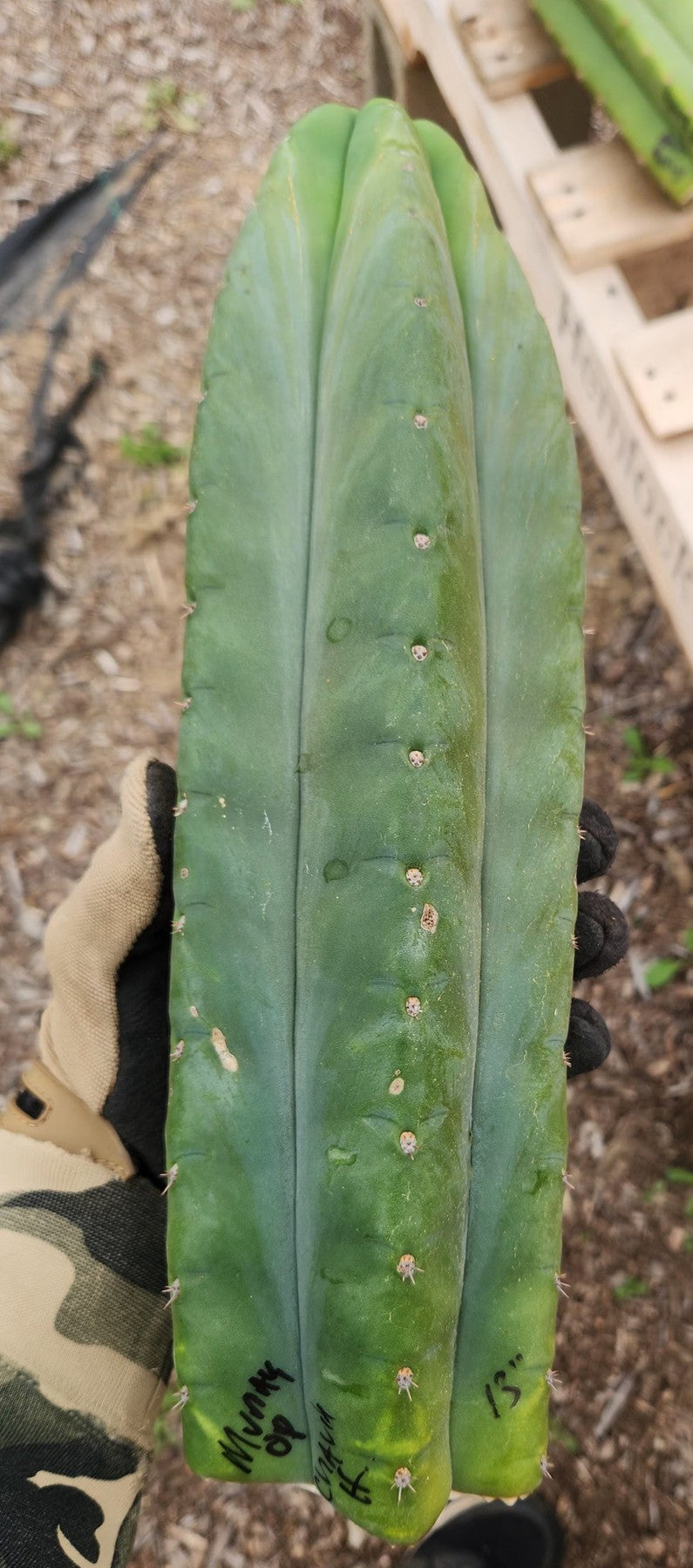 #EC149 EXACT Trichocereus Chavin Herbalist OP Cactus hybrid Cuttings-Cactus - Large - Exact-The Succulent Source