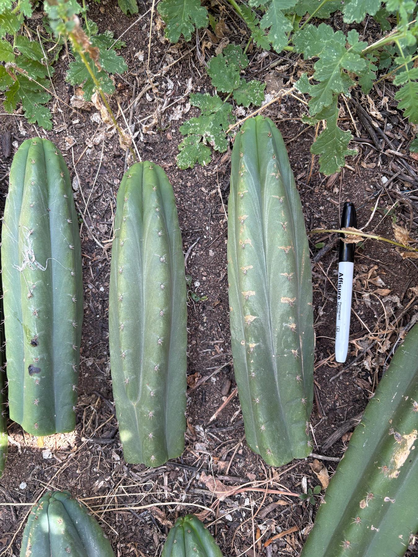 #EC149 EXACT Trichocereus Chavin Herbalist OP Cactus hybrid Cuttings-Cactus - Large - Exact-The Succulent Source