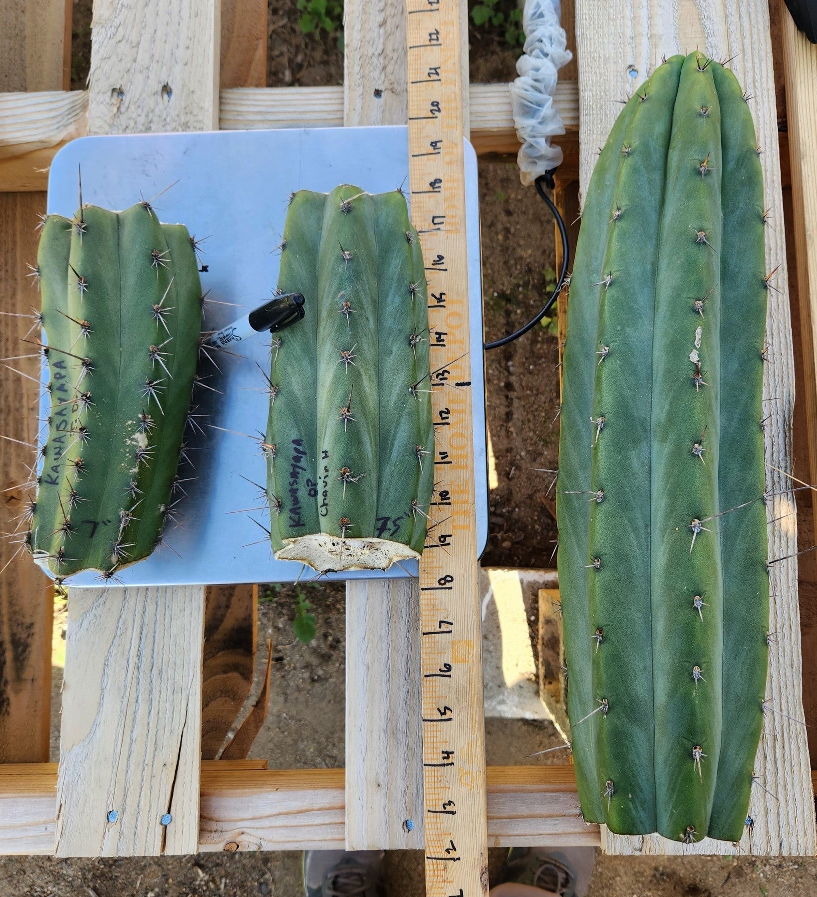 #EC149 EXACT Trichocereus Chavin Herbalist OP Cactus hybrid Cuttings-Cactus - Large - Exact-The Succulent Source