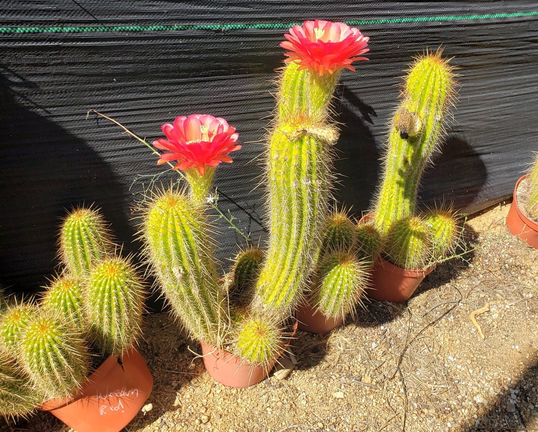 #EC150 EXACT Trichocereus Grandiflorus Western Red Ornamental Cactus Cutting 4-5"-Cactus - Large - Exact-The Succulent Source