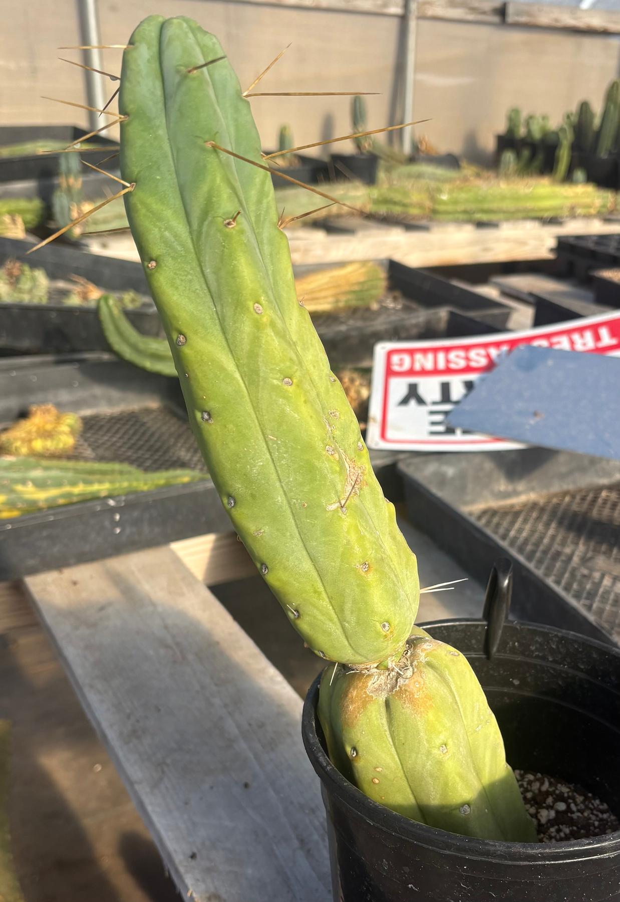 #EC151 EXACT Trichocereus Bridgesii Twin Spine Ornamental Cactus 13.5”-Cactus - Large - Exact-The Succulent Source