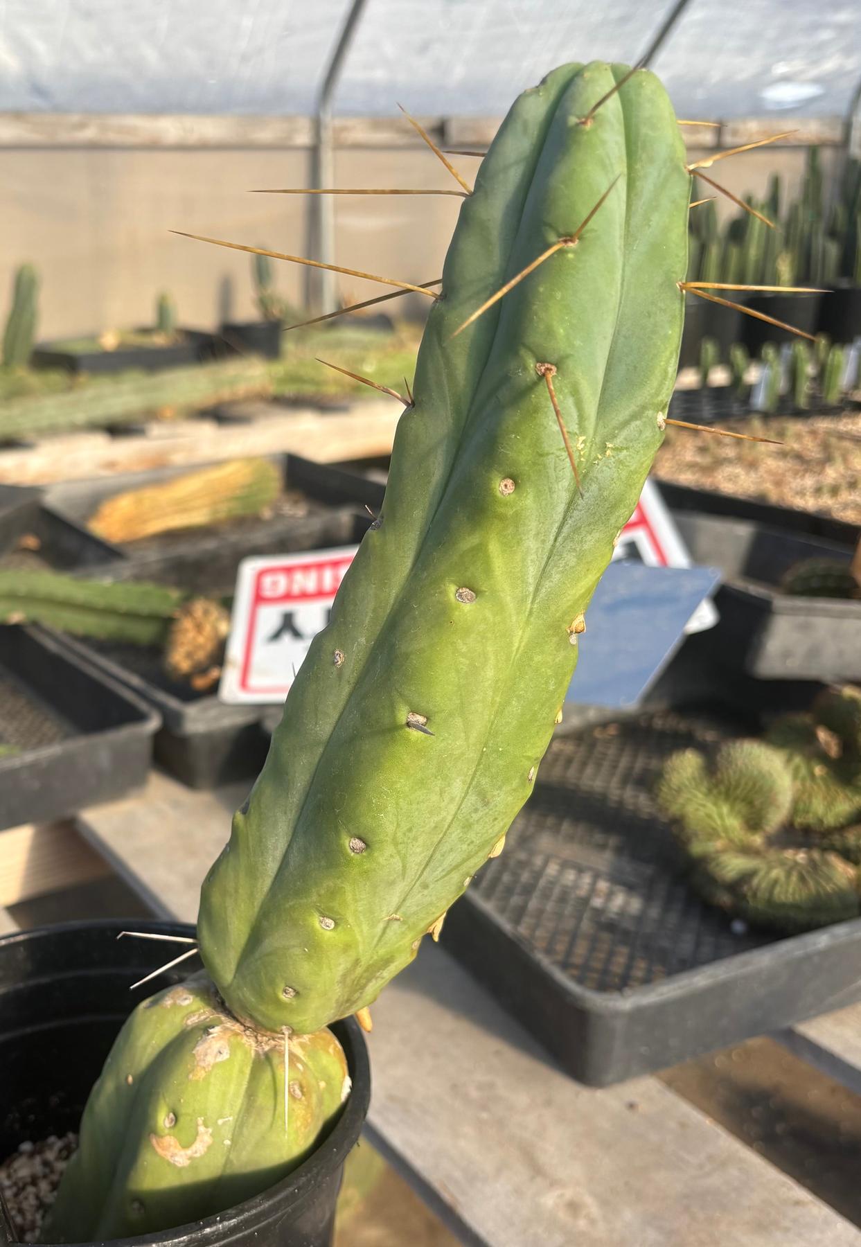 #EC151 EXACT Trichocereus Bridgesii Twin Spine Ornamental Cactus 13.5”-Cactus - Large - Exact-The Succulent Source