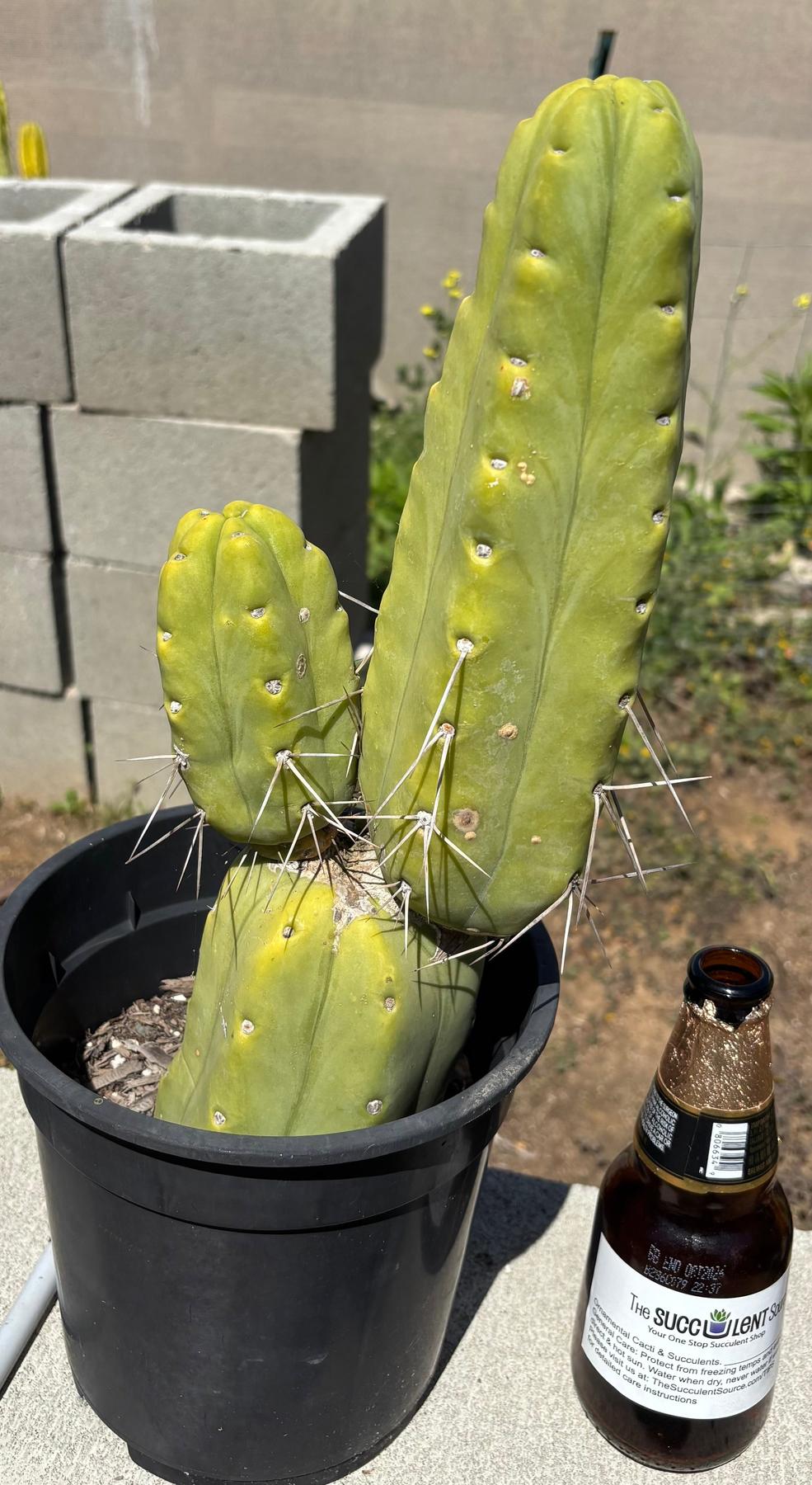 #EC151 EXACT Trichocereus Bridgesii Twin Spine Ornamental Cactus 13.5-Cactus - Large - Exact-The Succulent Source