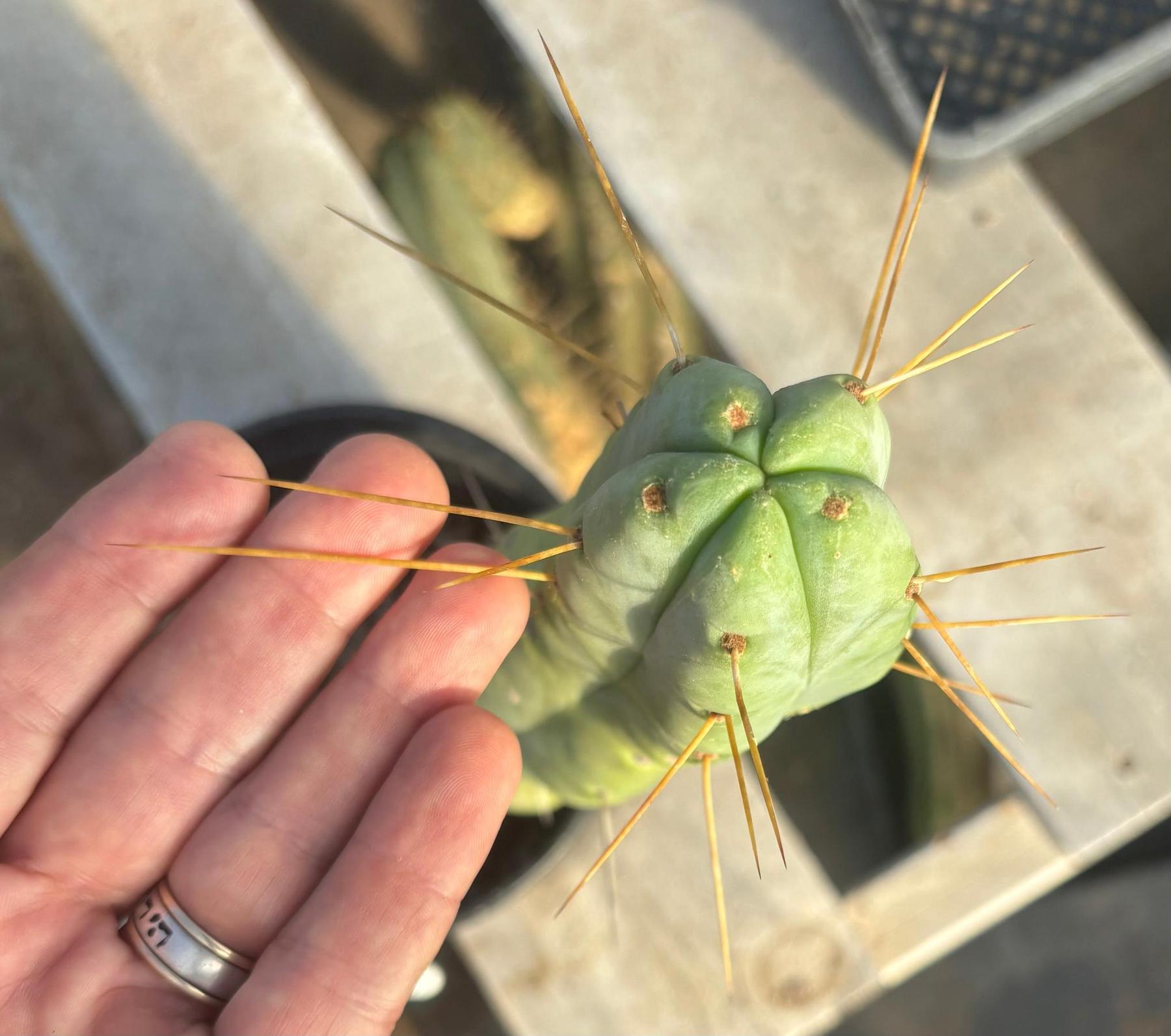 #EC151 EXACT Trichocereus Bridgesii Twin Spine Ornamental Cactus 13.5”-Cactus - Large - Exact-The Succulent Source