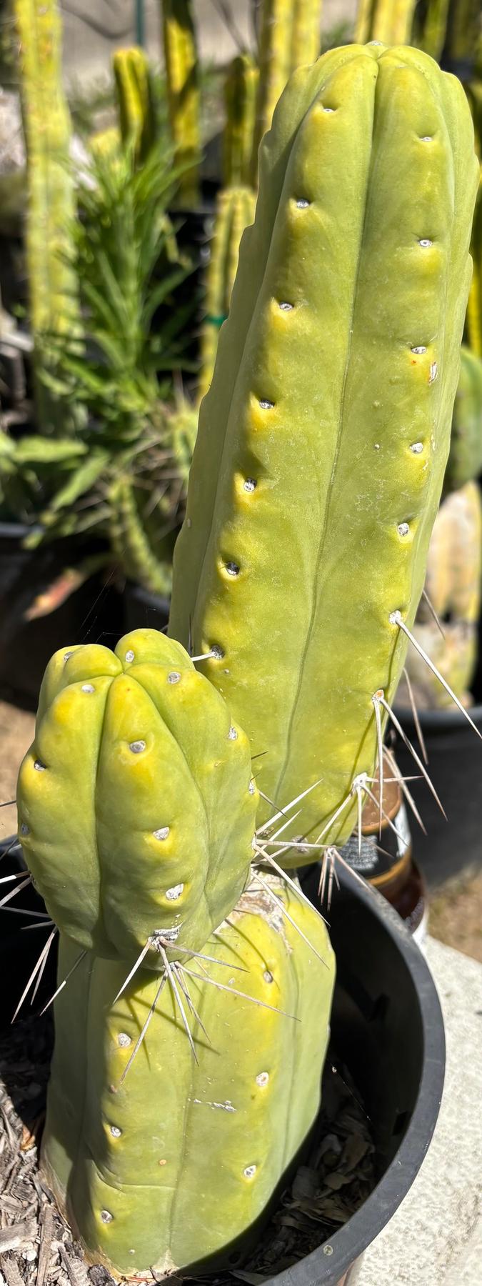 #EC151 EXACT Trichocereus Bridgesii Twin Spine Ornamental Cactus 13.5-Cactus - Large - Exact-The Succulent Source
