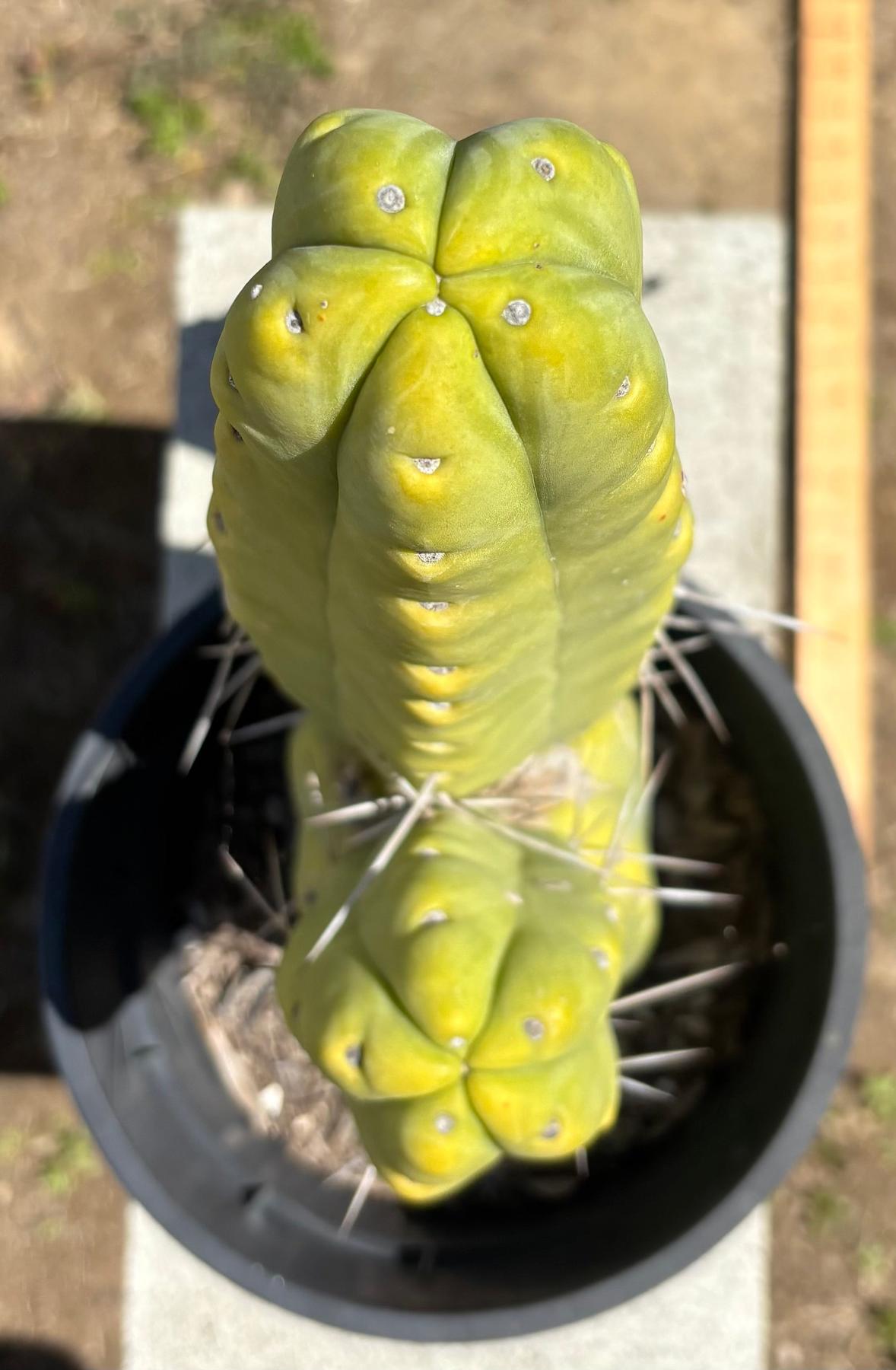 #EC151 EXACT Trichocereus Bridgesii Twin Spine Ornamental Cactus 13.5-Cactus - Large - Exact-The Succulent Source