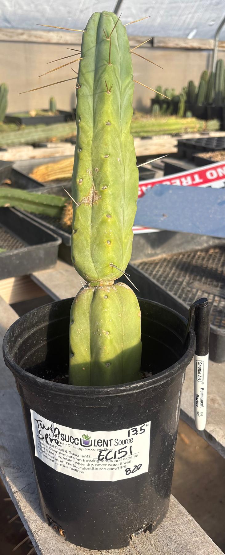 #EC151 EXACT Trichocereus Bridgesii Twin Spine Ornamental Cactus 13.5”-Cactus - Large - Exact-The Succulent Source