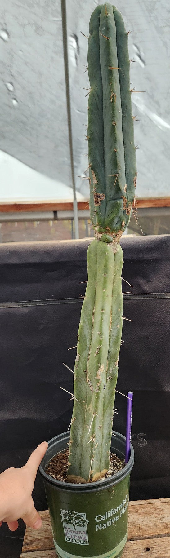 #EC151 EXACT Trichocereus Bridgesii Ornamental Cactus 27"-Cactus - Large - Exact-The Succulent Source