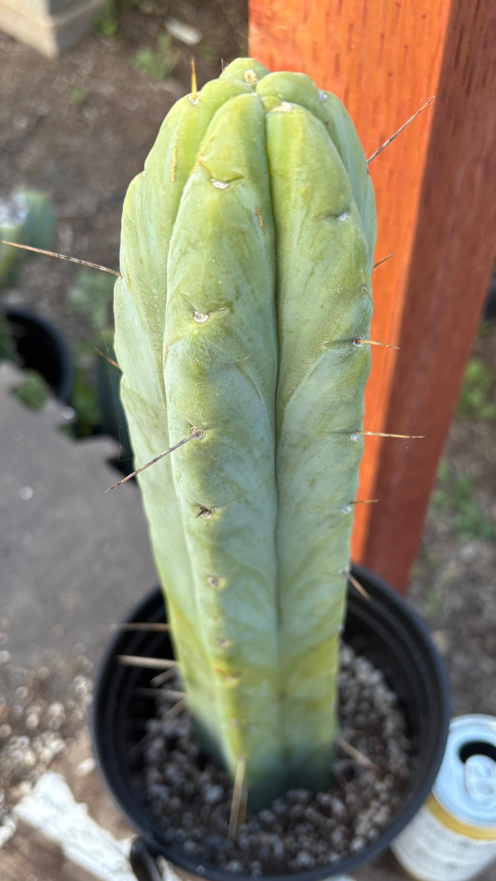 #EC152 EXACT Trichocereus Bald Bridgesii Cactus 15”-Cactus - Large - Exact-The Succulent Source