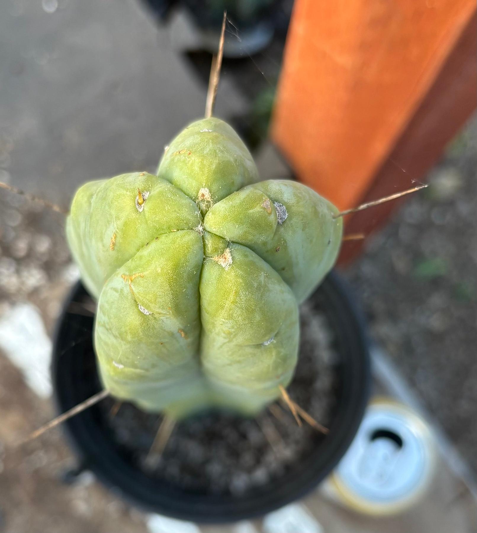 #EC152 EXACT Trichocereus Bald Bridgesii Cactus 15”-Cactus - Large - Exact-The Succulent Source