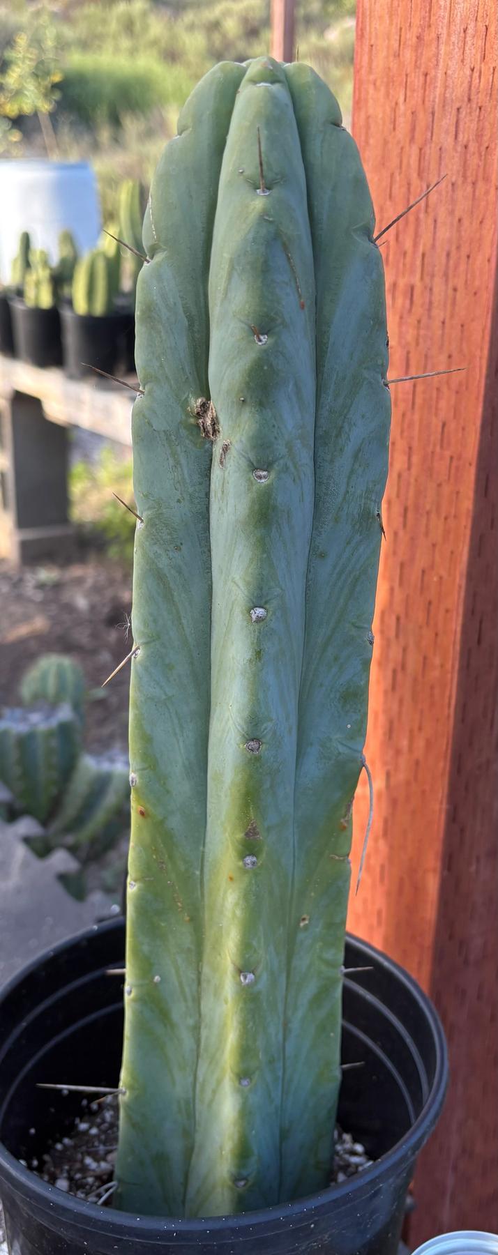 #EC152 EXACT Trichocereus Bald Bridgesii Cactus 15”-Cactus - Large - Exact-The Succulent Source