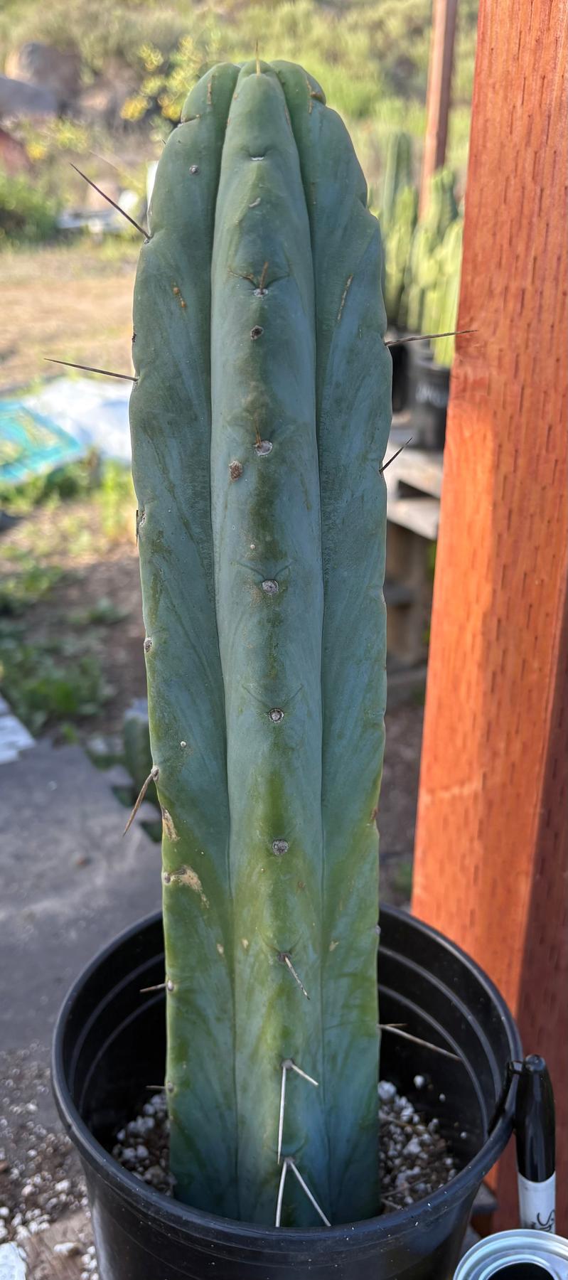 #EC152 EXACT Trichocereus Bald Bridgesii Cactus 15”-Cactus - Large - Exact-The Succulent Source