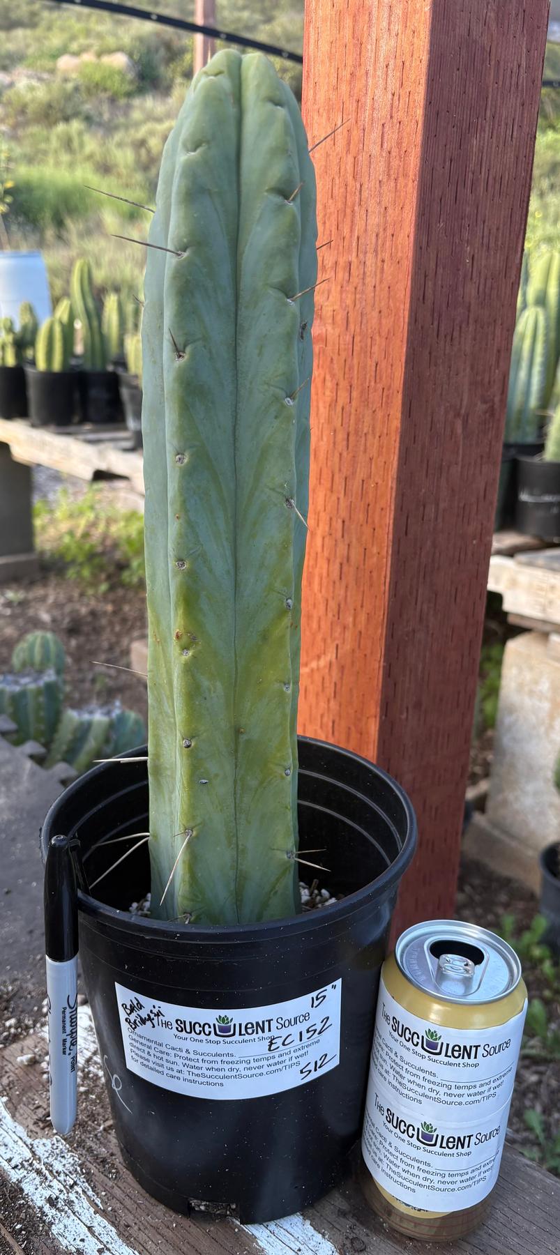 #EC152 EXACT Trichocereus Bald Bridgesii Cactus 15”-Cactus - Large - Exact-The Succulent Source