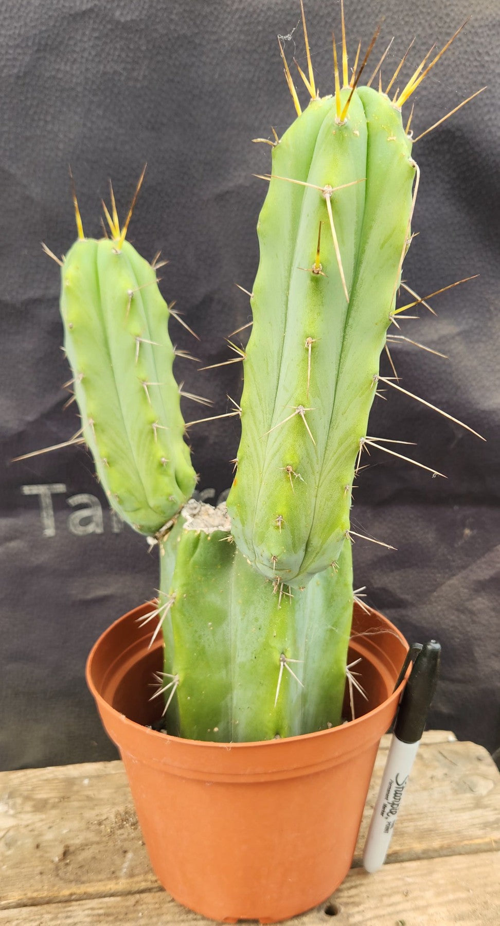 #EC152 EXACT Trichocereus Bridgesii Ornamental Cactus 10.5-Cactus - Large - Exact-The Succulent Source