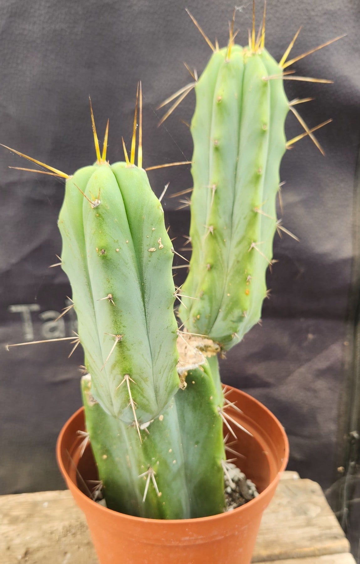 #EC152 EXACT Trichocereus Bridgesii Ornamental Cactus 10.5-Cactus - Large - Exact-The Succulent Source