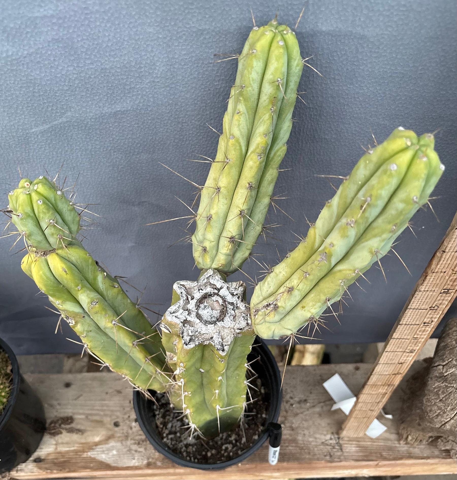 #EC152 EXACT Trichocereus Jiimz Bridgesii Cactus 21”-Cactus - Large - Exact-The Succulent Source