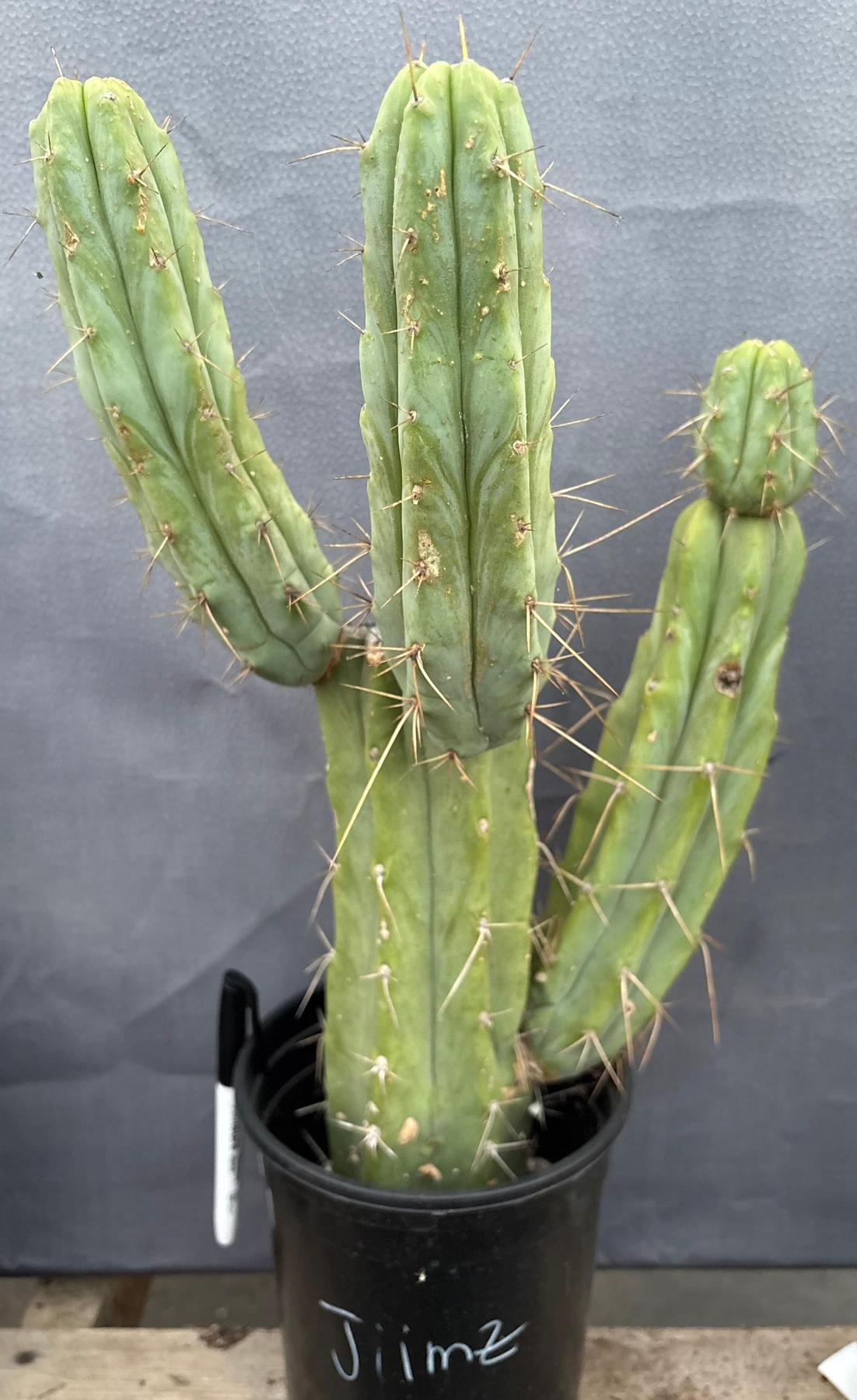 #EC152 EXACT Trichocereus Jiimz Bridgesii Cactus 21”-Cactus - Large - Exact-The Succulent Source