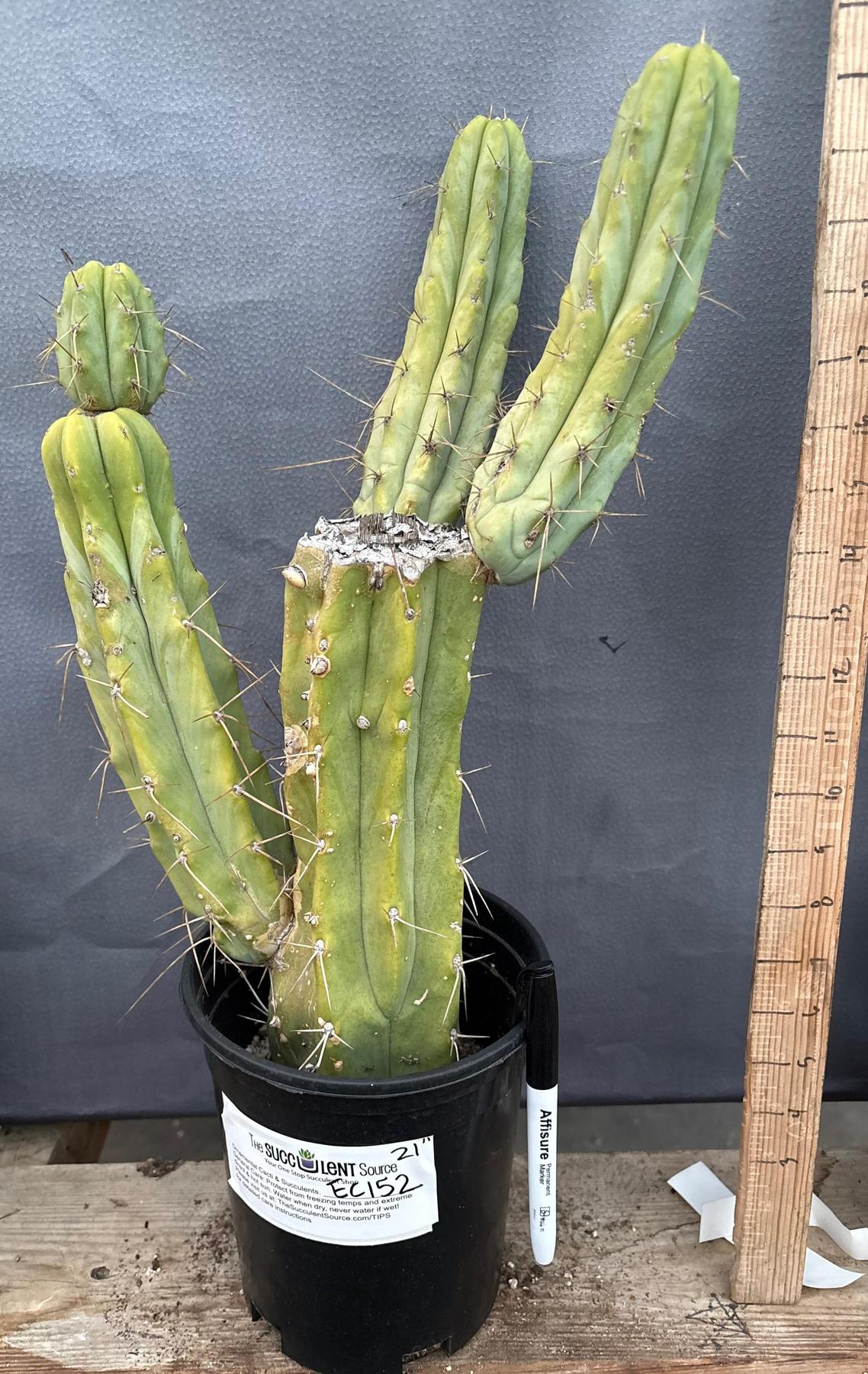 san pedro cactus for sale georgia #EC152 EXACT Trichocereus Jiimz Bridgesii Cactus 21”