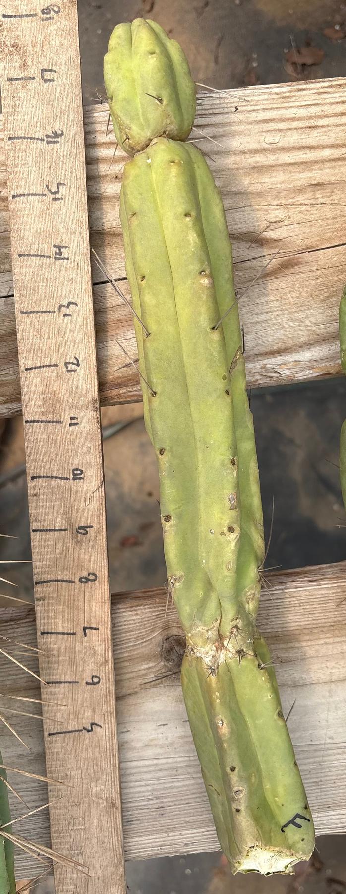 #EC153 EXACT Trichocereus Bridgesii Jiimz Twin Spine Cactus Cuttings-Cactus - Large - Exact-The Succulent Source